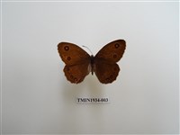 藏品(永澤蛇眼蝶)的圖片